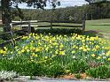 Daffodils Rydal